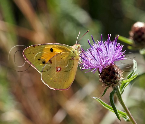 Clouded Yellow nectaring on Knapweed flower Hurst Meadows East Molesey Surrey England