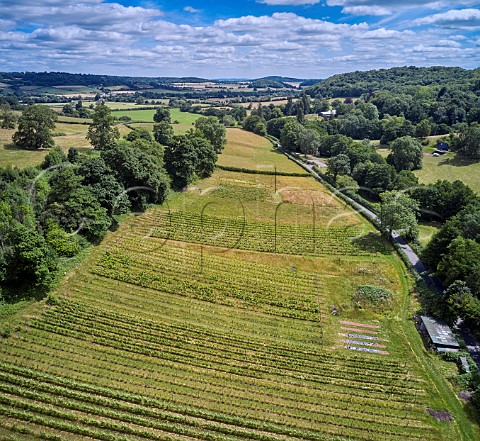 Black Mountain Vineyard  Turnastone Herefordshire England