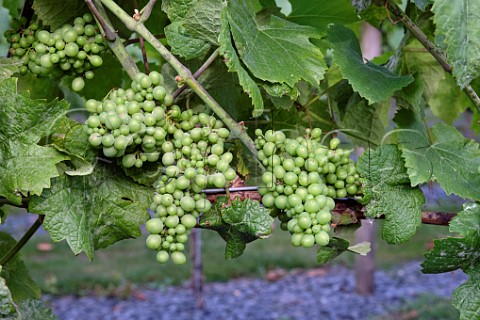Bunches of unripe Pinot Noir grapes in Carlton Towers walled garden vineyard The slate chippings at the base of the the vines store and radiate heat Carlton Goole East Yorkshire England