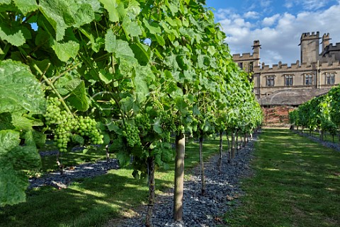 Bunches of unripe Pinot Noir grapes in Carlton Towers walled garden vineyard The slate chippings at the base of the the vines store and radiate heat Carlton Goole East Yorkshire England