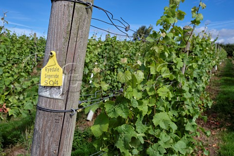 Row of Siegerrebe vines at Ryedale Vineyards Farfield Farm Westow North Yorkshire England