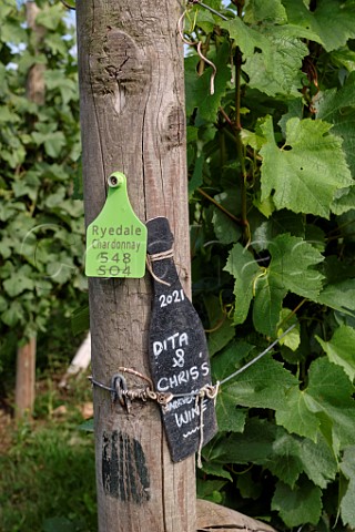 Adopted row of Chardonnay vines at Ryedale Vineyards Farfield Farm Westow North Yorkshire England