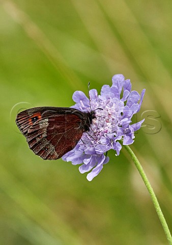 Scotch Argus nectaring on scabious flower Smardale Gill Nature Reserve Cumbria England