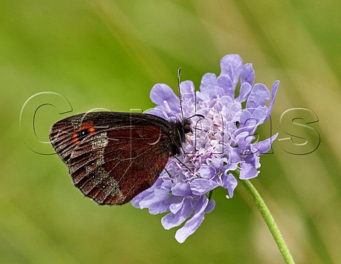 Scotch Argus nectaring on scabious flower Smardale Gill Nature Reserve Cumbria England