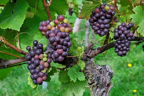 Vraison of Pinot Noir grapes Albury Organic Vineyard Silent Pool Albury Surrey England