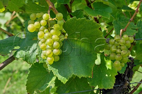 Chardonnay grapes Albury Organic Vineyard Silent Pool Albury Surrey England