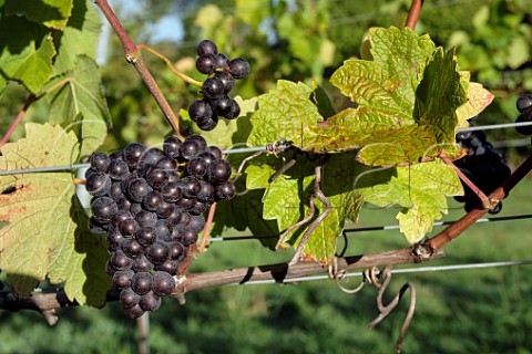 Bunches of Pinot Noir Prcoce grapes at JoJos Vineyard Russells Water Oxfordshire England