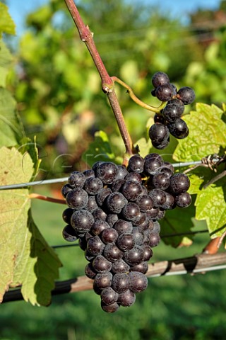 Bunches of Pinot Noir Prcoce grapes at JoJos Vineyard Russells Water Oxfordshire England