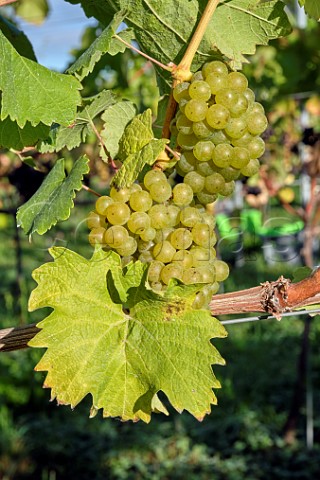 Bunches of Bacchus grapes at JoJos Vineyard Russells Water Oxfordshire England