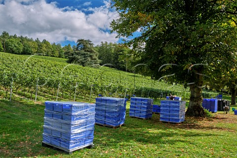 Crates of harvested Pinot Meunier grapes wrapped with cling film for transporting to the winery Fairmile Vineyard Henley on Thames Oxfordshire England
