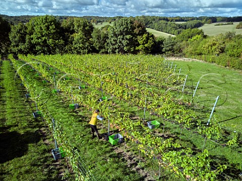 Tessa BeecherJones picking Pinot Noir Prcoce grapes at JoJos Vineyard Russells Water Oxfordshire England