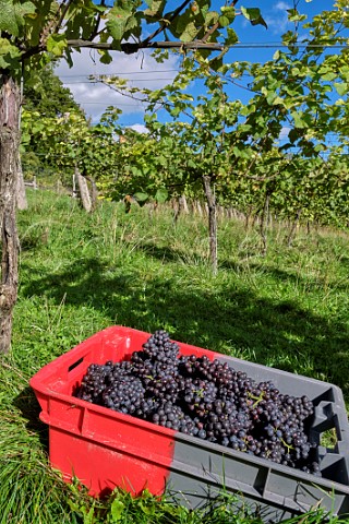 Crate of harvested Pinot Meunier grapes at Albury Organic Vineyard Silent Pool Albury Surrey England