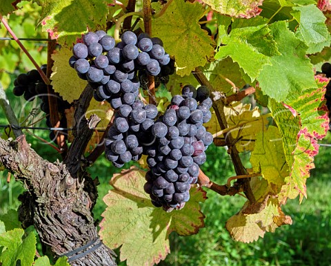 Pinot Noir grapes on old vine at Albury Organic Vineyard Silent Pool Albury Surrey England