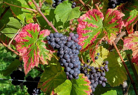 Pinot Noir grapes at Albury Organic Vineyard Silent Pool Albury Surrey England