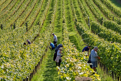 Picking Pinot Meunier grapes at Albury Organic Vineyard Silent Pool Albury Surrey England