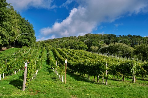 Bacchus vines of Godstone Vineyards on the North Downs Godstone Surrey England