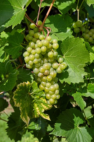 Bacchus grapes of Godstone Vineyards Godstone Surrey England