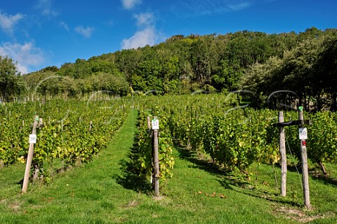 Seyval Blanc vines of Godstone Vineyards on the North Downs Godstone Surrey England