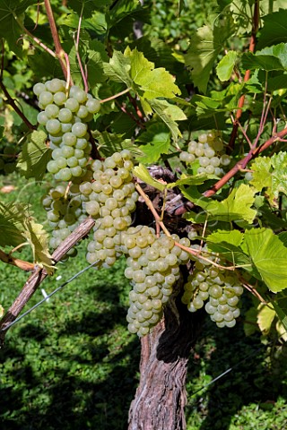 Seyval Blanc grapes on old vine at Godstone Vineyards Godstone Surrey England