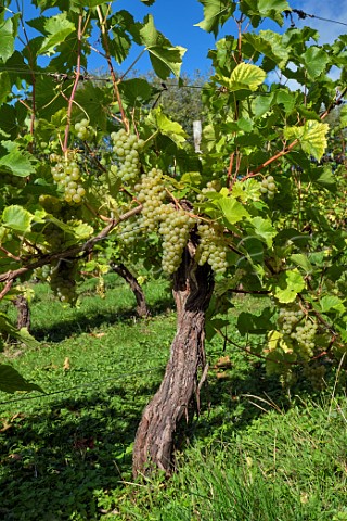 Seyval Blanc grapes on old vine at Godstone Vineyards Godstone Surrey England