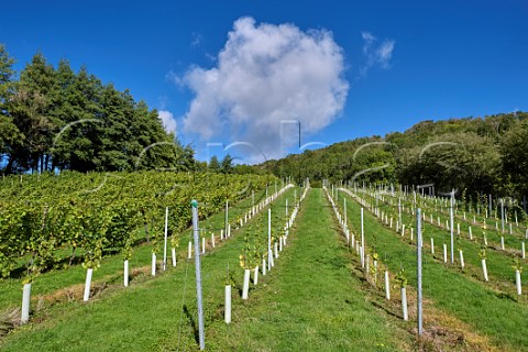 New planting of Bacchus vines alongside the original block from 1985  Godstone Vineyards on the North Downs Godstone Surrey England