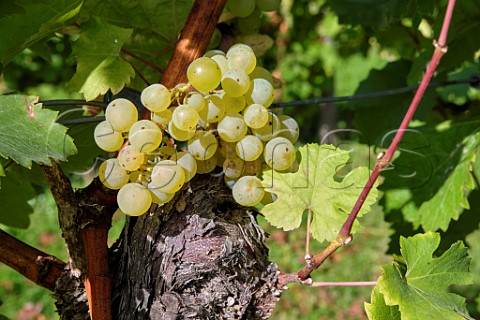 Bacchus grapes on old vine at Godstone Vineyards Godstone Surrey England