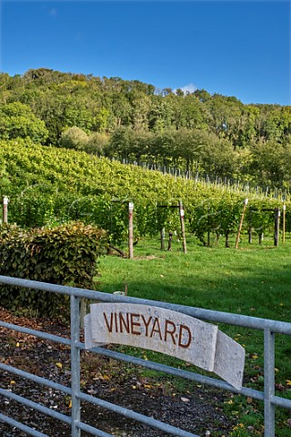 Gate to vineyard at Godstone Vineyards on the North Downs Godstone Surrey England