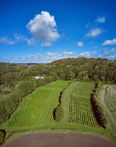 Godstone Vineyards on the North Downs Bacchus on left and Seyval Blanc on right Godstone Surrey England