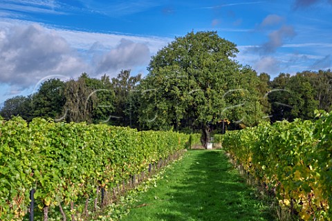 Sauvignon Blanc left and Pinot Noir Prcoce vines at a site managed by Albury Vineyard in the hills south of Shere  Surrey England