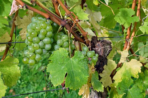 Sauvignon Blanc vine at a site managed by Albury Vineyard in the hills south of Shere  Surrey England
