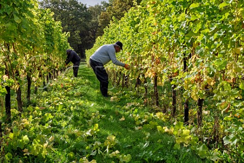 Leaf plucking of Sauvignon Blanc vines at a site managed by Albury Vineyard in the hills south of Shere  Surrey England