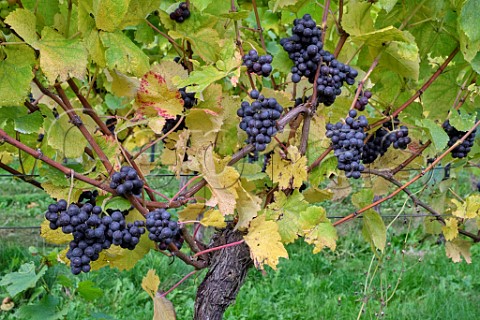 Pinot Noir grapes at a site managed by Albury Vineyard in the hills south of Shere  Surrey England