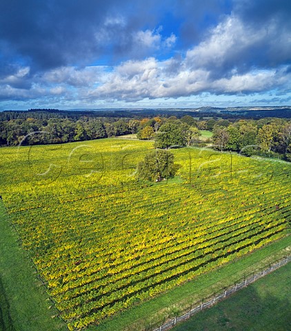 Vineyard managed by Albury Vineyard in the hills south of Shere  Surrey England