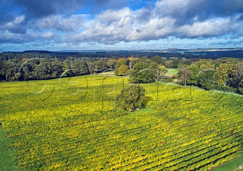Vineyard managed by Albury Vineyard in the hills south of Shere  Surrey England