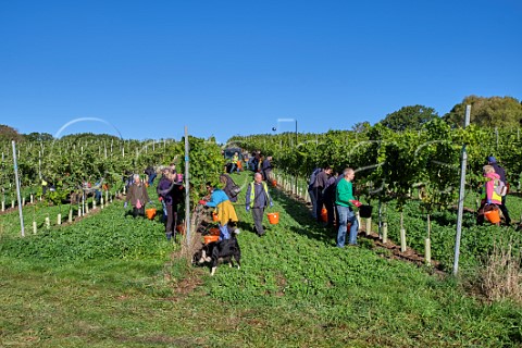 Picking Pinot Meunier grapes at Penn Croft Vineyards Crondall Hampshire England