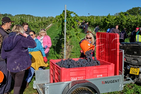 Picking Pinot Meunier grapes at Penn Croft Vineyards Crondall Hampshire England