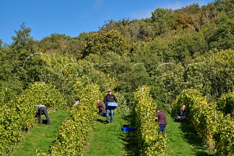 Picking Bacchus grapes at Godstone Vineyards Godstone Surrey England