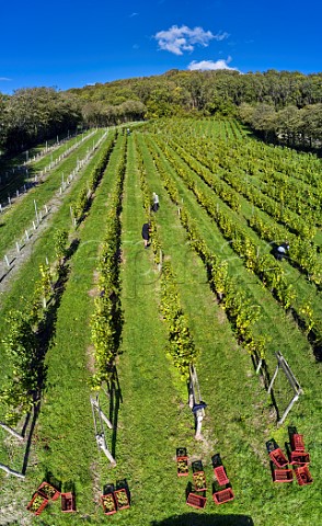 Picking Seyval Blanc grapes at Godstone Vineyards Godstone Surrey England