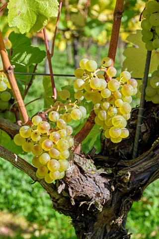 Chardonnay grapes at All Angels Vineyard Enborne Berkshire England