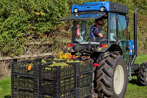 Transporting crates of harvested Chardonnay grapes at All Angels Vineyard Enborne Berkshire England