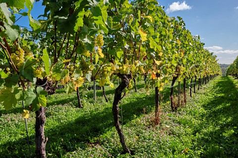 Chardonnay grapes at All Angels Vineyard Enborne Berkshire England