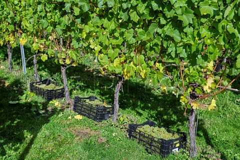 Crates of harvested Chardonnay grapes at All Angels Vineyard Enborne Berkshire England