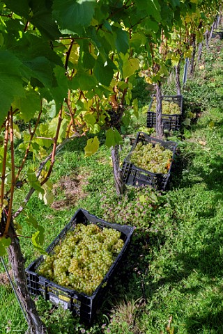 Crates of harvested Chardonnay grapes at All Angels Vineyard Enborne Berkshire England