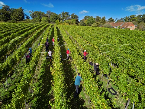 Picking Chardonnay grapes at All Angels Vineyard Enborne Berkshire England