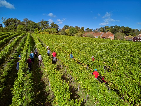 Picking Chardonnay grapes at All Angels Vineyard Enborne Berkshire England