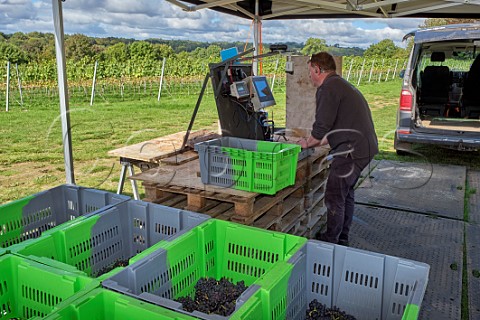 Ian BeecherJones scanning crates of harvested Pinot Noir Prcoce grapes JoJos Vineyard Russells Water Oxfordshire England