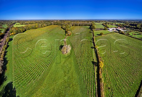 Vineyards of Artelium Wine Estate Streat Sussex England