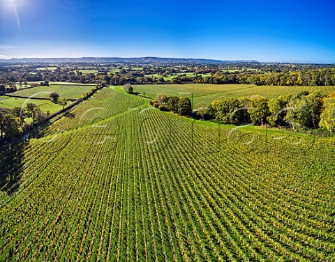 Vineyards of Artelium Wine Estate with the South Downs in distance Streat Sussex England