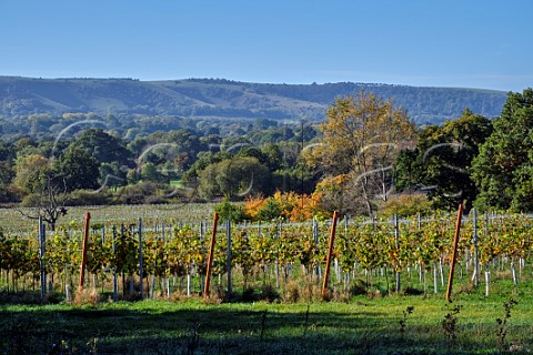 Vineyards of Artelium Wine Estate with the South Downs in distance Streat Sussex England