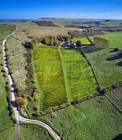 Breaky Bottom Vineyard on the South Downs Rodmell Sussex England